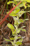 Pineland goldenaster